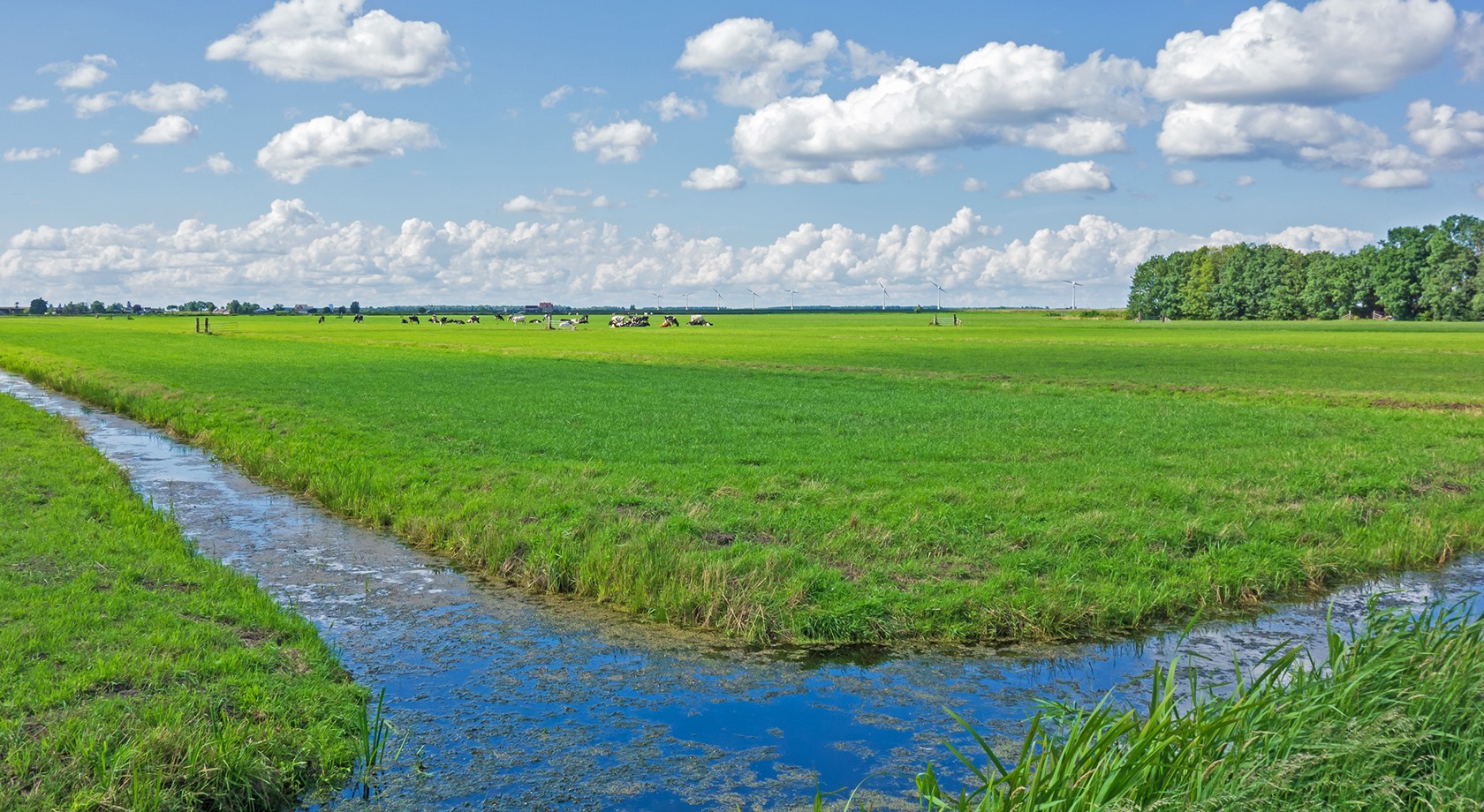 Foto van een sloot, landschap met koeien en blauw lucht met wolken