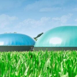 Afbeelding toont bollen in een veld gevuld met groen gas