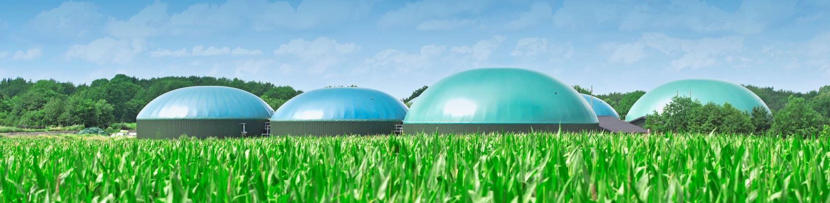 Afbeelding toont bollen in een veld gevuld met groen gas